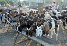 Centre highlights critical role of veterinary services in supporting livestock sector