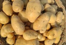 MSP for potatoes in West Bengal fixed at Rs 900 a quintal