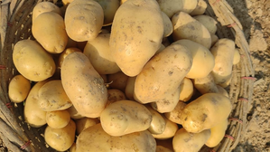 MSP for potatoes in West Bengal fixed at Rs 900 a quintal