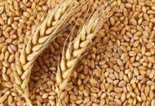 Rabi 2024 clocks 1,132 LMT wheat production, ample availability in country: Centre