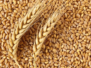 Rabi 2024 clocks 1,132 LMT wheat production, ample availability in country: Centre