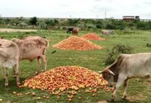 Jharkhand farmers forced to let tomatoes rot as prices crash