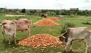 Jharkhand farmers forced to let tomatoes rot as prices crash