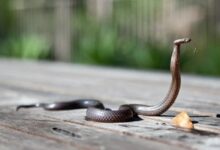 Warning issued over surge in snake bites in northeast Australia