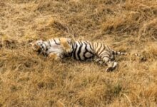 Karnataka Minister orders enquiry into tiger’s mysterious death in Shivamogga