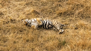 Karnataka Minister orders enquiry into tiger’s mysterious death in Shivamogga