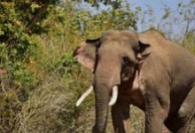 2103 elephants present in Odisha jungles: Minister