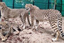 MP to release more cheetahs into the wild in Kuno National Park