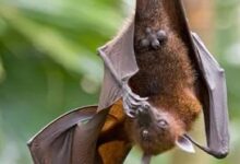 New bat coronavirus with human transmission potential discovered in China