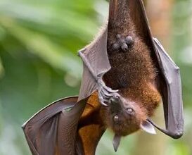 New bat coronavirus with human transmission potential discovered in China