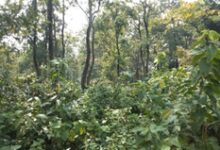 Forest funds misappropriated for non-essential purchases in Uttarakhand, finds CAG