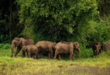 Priyanka Gandhi flags increasing wild animal attacks in Wayanad