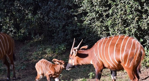 17 rare mountain bongos repatriated to Kenya