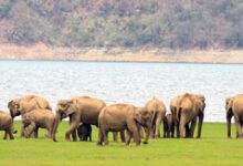 Three trampled to death by wild elephants in Andhra Pradesh