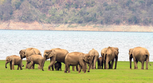 Three trampled to death by wild elephants in Andhra Pradesh