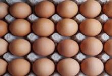 Egg prices soar to record levels in US as bird flu ravages laying flocks