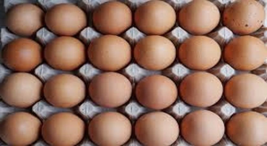 Egg prices soar to record levels in US as bird flu ravages laying flocks