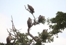 Vultures provide ecosystem services worth .8 billion annually in southern Africa: Report