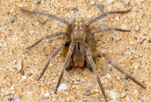 Australians asked to collect, donate dangerous spiders for antivenom programme