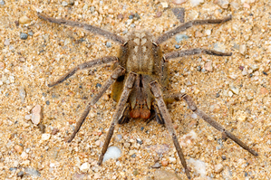 Australians asked to collect, donate dangerous spiders for antivenom programme