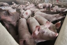 Laos warns of African swine fever outbreak