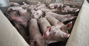 Laos warns of African swine fever outbreak