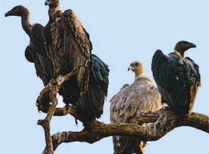 Two-day synchronised vulture census begins in southern states