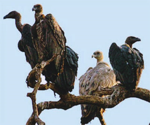 Two-day synchronised vulture census begins in southern states