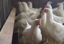 K’taka takes steps to contain bird flu outbreak in district, orders poultry culling in farm