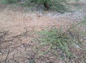 Heavy rains, hailstorm damage crops in parts of Rajasthan