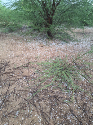 Heavy rains, hailstorm damage crops in parts of Rajasthan