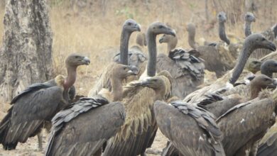 Vultures provide ecosystem services worth 1.8 billion USD annually in southern Africa