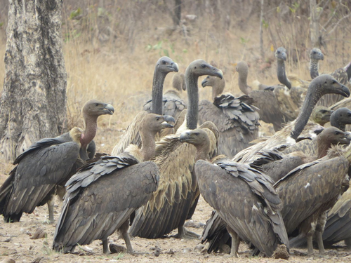 Vultures provide ecosystem services worth 1.8 billion USD annually in southern Africa