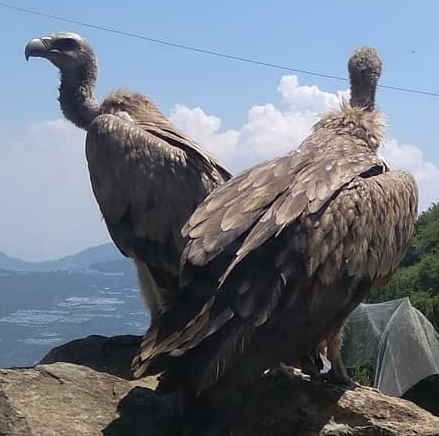 Vulture tally begins in Madhya Pradesh today