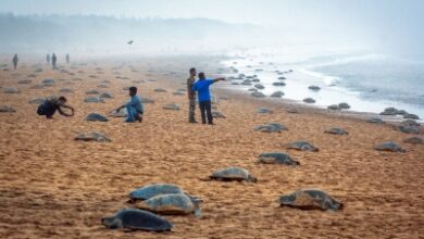 TN to form Marine Elite Force to protect Olive Ridley turtles