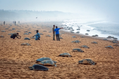 TN to form Marine Elite Force to protect Olive Ridley turtles