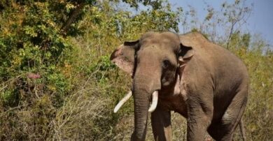 Elderly tribal couple trampled to death by wild elephant in Kerala’s Kannur