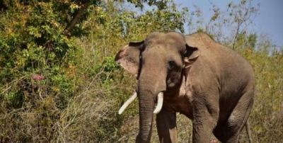 Elderly tribal couple trampled to death by wild elephant in Kerala’s Kannur