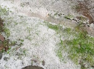 Winter’s last kick: Hailstorm in Jhunjhunu districts blankets fields with layer of white