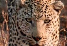 Leopard sighting on Alipiri walkway in Tirupati sends panic among devotees