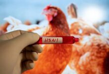 Three-and-a-half-year-old in Cambodia dies of H5N1