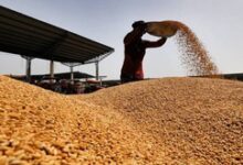 MP puts wheat procurement on hold amid high moisture concerns