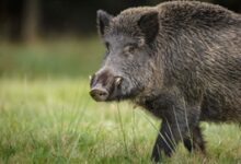 Man killed in wild boar attack in Kerala’s Kannur