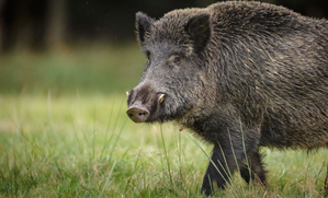 Man killed in wild boar attack in Kerala’s Kannur