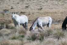 Australian state ends aerial shooting of wild horses