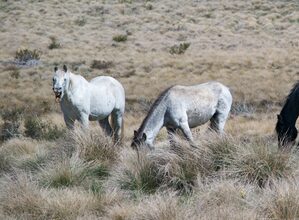 Australian state ends aerial shooting of wild horses