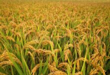 EOW uncovers massive fraud in MP’s paddy procurement drive