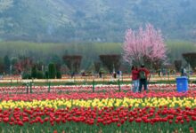 Srinagar’s tulip garden likely to open by month end