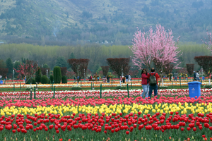 Srinagar’s tulip garden likely to open by month end