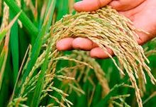 TN delta farmers urge govt to introduce new paddy varieties after Samba crop failure